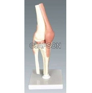 Human Knee Joint Model, Small Human Knee Joint Model, Small